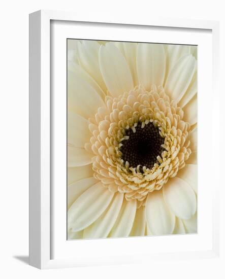 White Gerbera Daisy-Clive Nichols-Framed Photographic Print