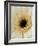 White Gerbera Daisy-Clive Nichols-Framed Photographic Print