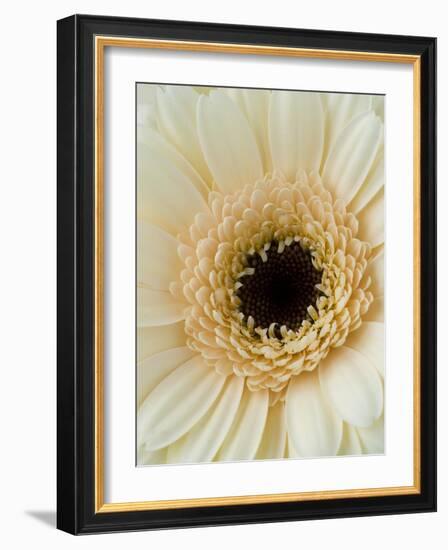 White Gerbera Daisy-Clive Nichols-Framed Photographic Print