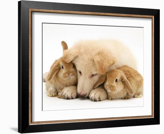 White German Shepherd Dog Puppy and Sandy Lop Baby Rabbits-Jane Burton-Framed Photographic Print