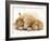 White German Shepherd Dog Puppy and Sandy Lop Baby Rabbits-Jane Burton-Framed Photographic Print