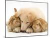 White German Shepherd Dog Puppy and Sandy Lop Baby Rabbits-Jane Burton-Mounted Photographic Print