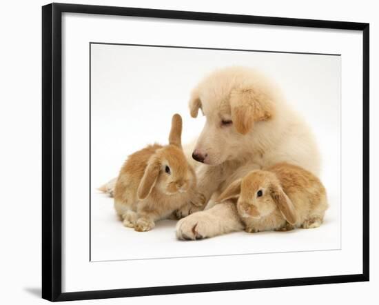 White German Shepherd Dog Puppy with Sandy Lop Baby Rabbits-Jane Burton-Framed Photographic Print