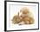 White German Shepherd Dog Puppy with Sandy Lop Baby Rabbits-Jane Burton-Framed Photographic Print