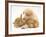 White German Shepherd Dog Puppy with Sandy Lop Baby Rabbits-Jane Burton-Framed Photographic Print