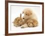 White German Shepherd Dog Puppy with Sandy Lop Baby Rabbits-Jane Burton-Framed Photographic Print
