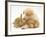 White German Shepherd Dog Puppy with Sandy Lop Baby Rabbits-Jane Burton-Framed Photographic Print