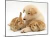 White German Shepherd Dog Puppy with Sandy Lop Baby Rabbits-Jane Burton-Mounted Photographic Print