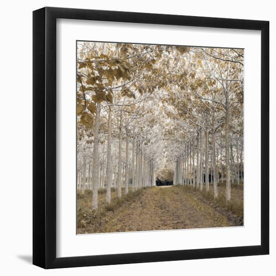 White Gold-Assaf Frank-Framed Giclee Print