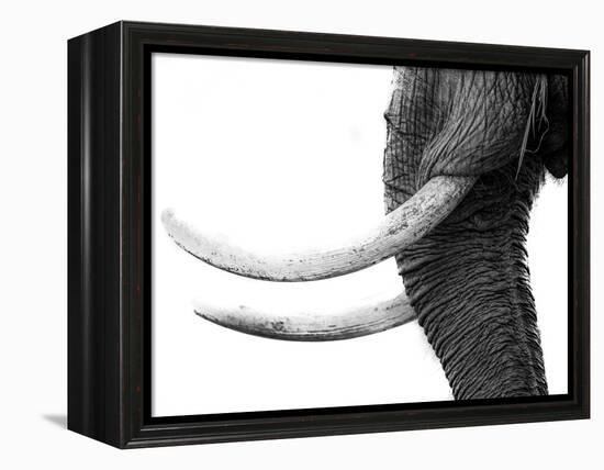 WHITE GOLD-Jaco Marx-Framed Premier Image Canvas