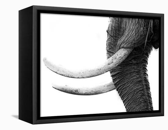 WHITE GOLD-Jaco Marx-Framed Premier Image Canvas