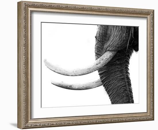 WHITE GOLD-Jaco Marx-Framed Photographic Print