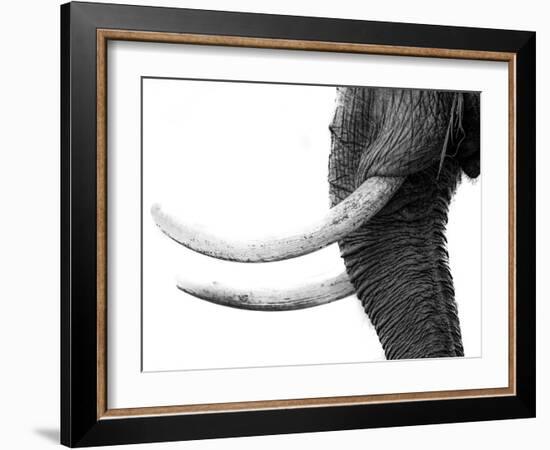 WHITE GOLD-Jaco Marx-Framed Photographic Print