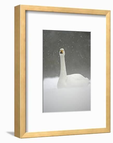 White Goose During Snow Fall-null-Framed Art Print