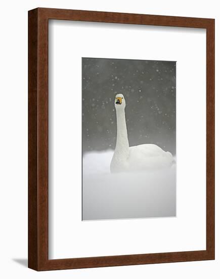 White Goose During Snow Fall-null-Framed Art Print