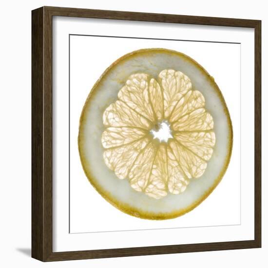 White Grapefruit Slice-Steve Gadomski-Framed Photographic Print