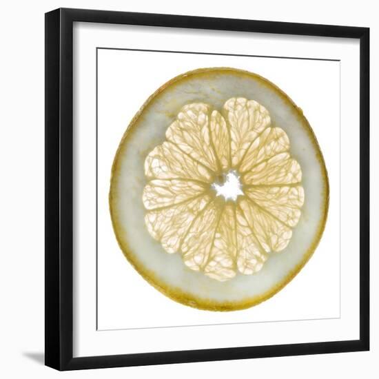 White Grapefruit Slice-Steve Gadomski-Framed Photographic Print