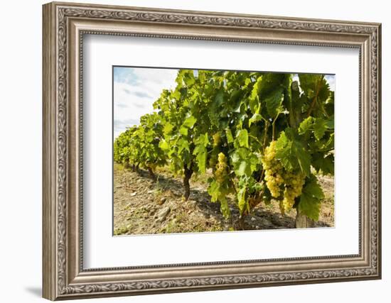 White grapes on a vine near the salt marshes of the island's north west coast, Le Gillieux, Ile de -Robert Francis-Framed Photographic Print