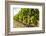 White grapes on a vine near the salt marshes of the island's north west coast, Le Gillieux, Ile de -Robert Francis-Framed Photographic Print