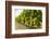 White grapes on a vine near the salt marshes of the island's north west coast, Le Gillieux, Ile de -Robert Francis-Framed Photographic Print