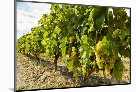 White grapes on a vine near the salt marshes of the island's north west coast, Le Gillieux, Ile de -Robert Francis-Mounted Photographic Print