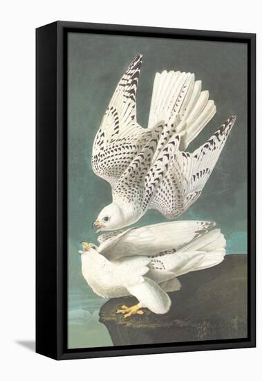 White Gyrfalcon-John James Audubon-Framed Stretched Canvas