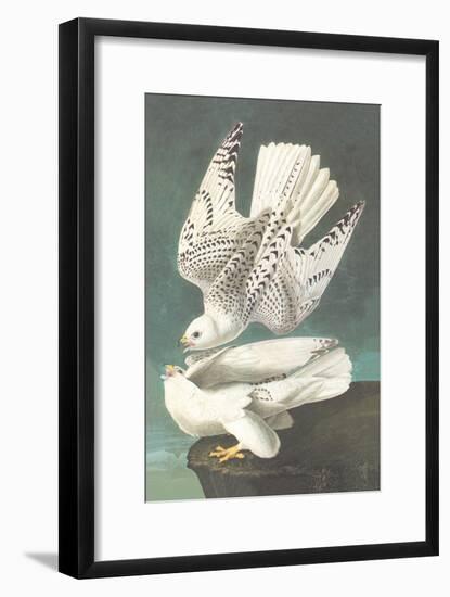 White Gyrfalcon-John James Audubon-Framed Art Print