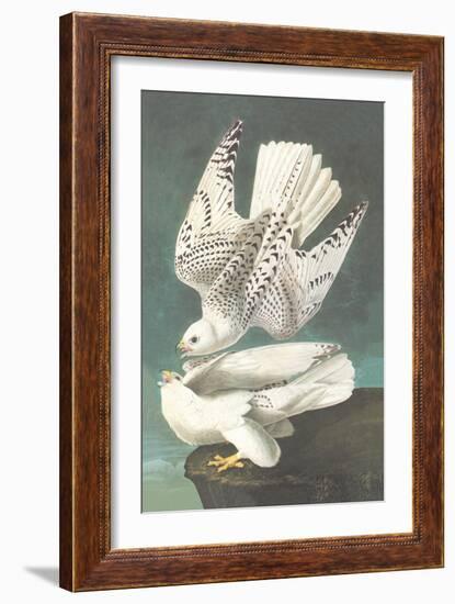 White Gyrfalcon-John James Audubon-Framed Art Print