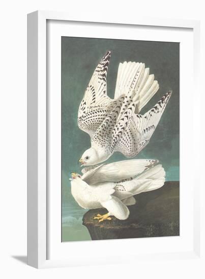 White Gyrfalcon-John James Audubon-Framed Art Print