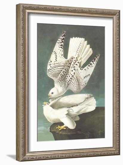 White Gyrfalcon-John James Audubon-Framed Art Print