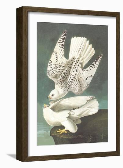 White Gyrfalcon-John James Audubon-Framed Art Print
