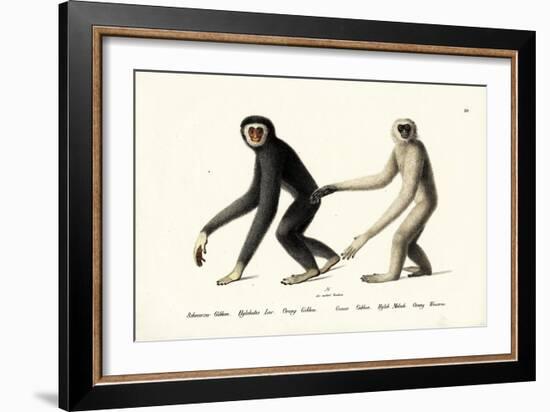 White-Handed Gibbon, 1824-Karl Joseph Brodtmann-Framed Giclee Print