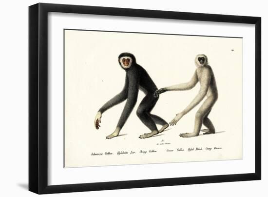 White-Handed Gibbon, 1824-Karl Joseph Brodtmann-Framed Giclee Print