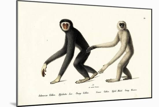 White-Handed Gibbon, 1824-Karl Joseph Brodtmann-Mounted Giclee Print