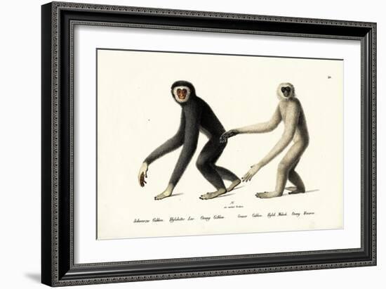 White-Handed Gibbon, 1824-Karl Joseph Brodtmann-Framed Giclee Print