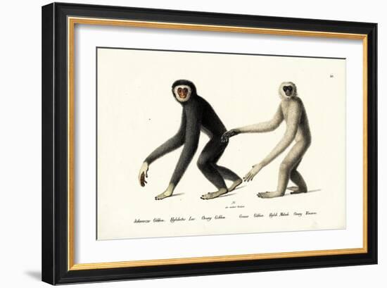 White-Handed Gibbon, 1824-Karl Joseph Brodtmann-Framed Giclee Print