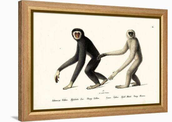 White-Handed Gibbon, 1824-Karl Joseph Brodtmann-Framed Premier Image Canvas