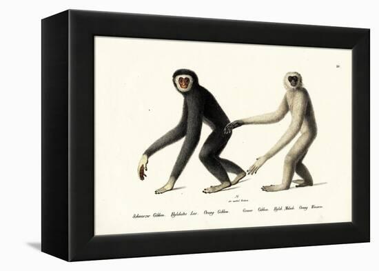 White-Handed Gibbon, 1824-Karl Joseph Brodtmann-Framed Premier Image Canvas