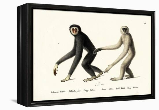 White-Handed Gibbon, 1824-Karl Joseph Brodtmann-Framed Premier Image Canvas