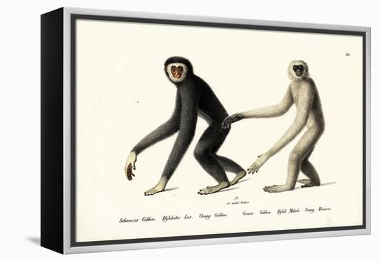 White-Handed Gibbon, 1824-Karl Joseph Brodtmann-Framed Premier Image Canvas