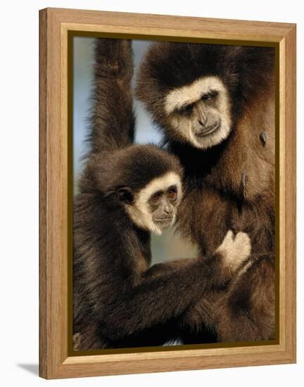 White Handed Gibbon Mother and Young, Endangered, from Se Asia-Eric Baccega-Framed Premier Image Canvas