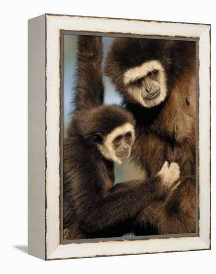 White Handed Gibbon Mother and Young, Endangered, from Se Asia-Eric Baccega-Framed Premier Image Canvas