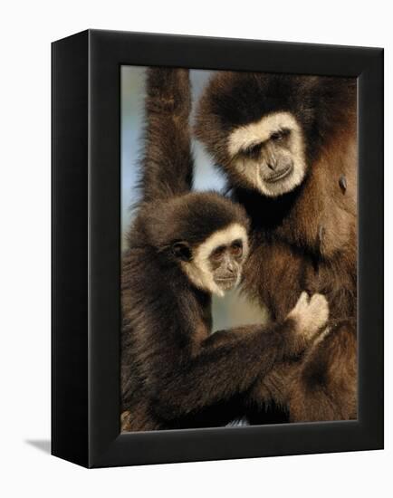 White Handed Gibbon Mother and Young, Endangered, from Se Asia-Eric Baccega-Framed Premier Image Canvas