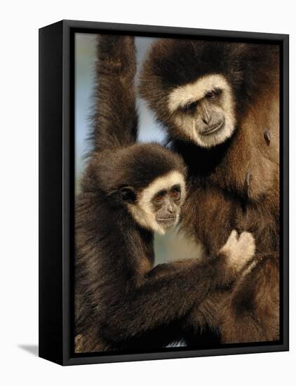 White Handed Gibbon Mother and Young, Endangered, from Se Asia-Eric Baccega-Framed Premier Image Canvas