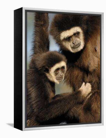 White Handed Gibbon Mother and Young, Endangered, from Se Asia-Eric Baccega-Framed Premier Image Canvas