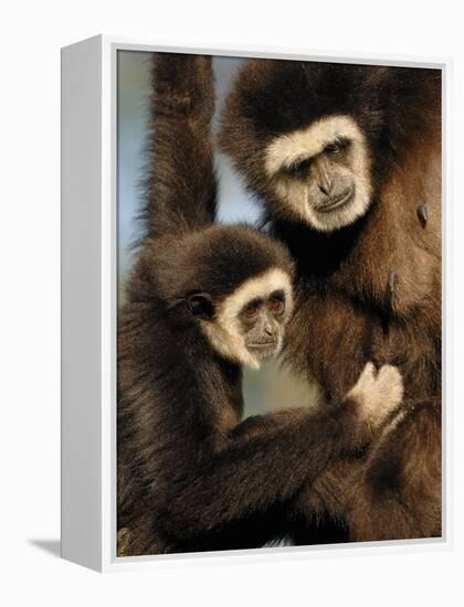 White Handed Gibbon Mother and Young, Endangered, from Se Asia-Eric Baccega-Framed Premier Image Canvas