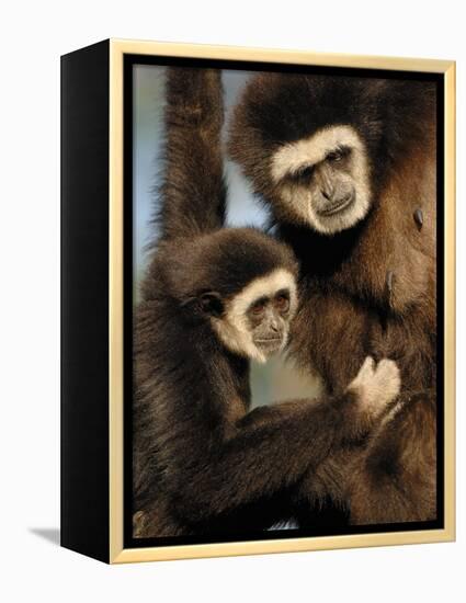 White Handed Gibbon Mother and Young, Endangered, from Se Asia-Eric Baccega-Framed Premier Image Canvas