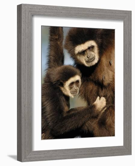 White Handed Gibbon Mother and Young, Endangered, from Se Asia-Eric Baccega-Framed Photographic Print