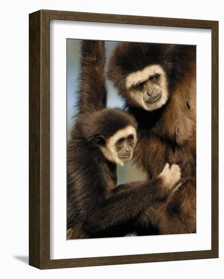 White Handed Gibbon Mother and Young, Endangered, from Se Asia-Eric Baccega-Framed Photographic Print