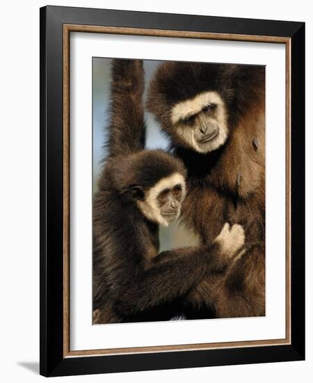 White Handed Gibbon Mother and Young, Endangered, from Se Asia-Eric Baccega-Framed Photographic Print